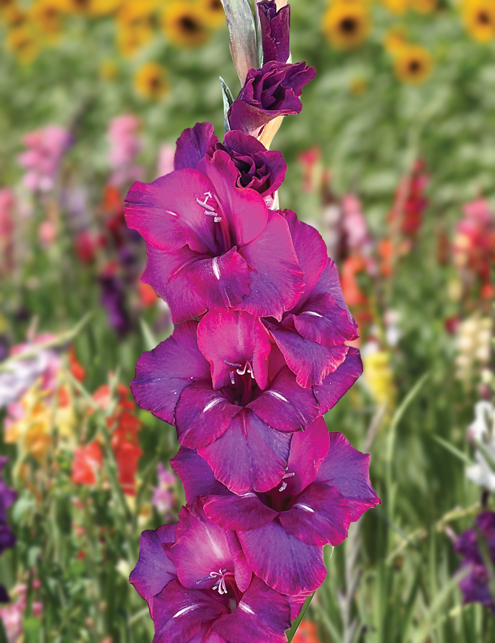 Gladioli 'Next Level'