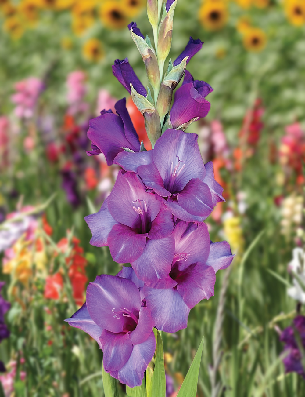 Gladioli 'Dreamy Violet'