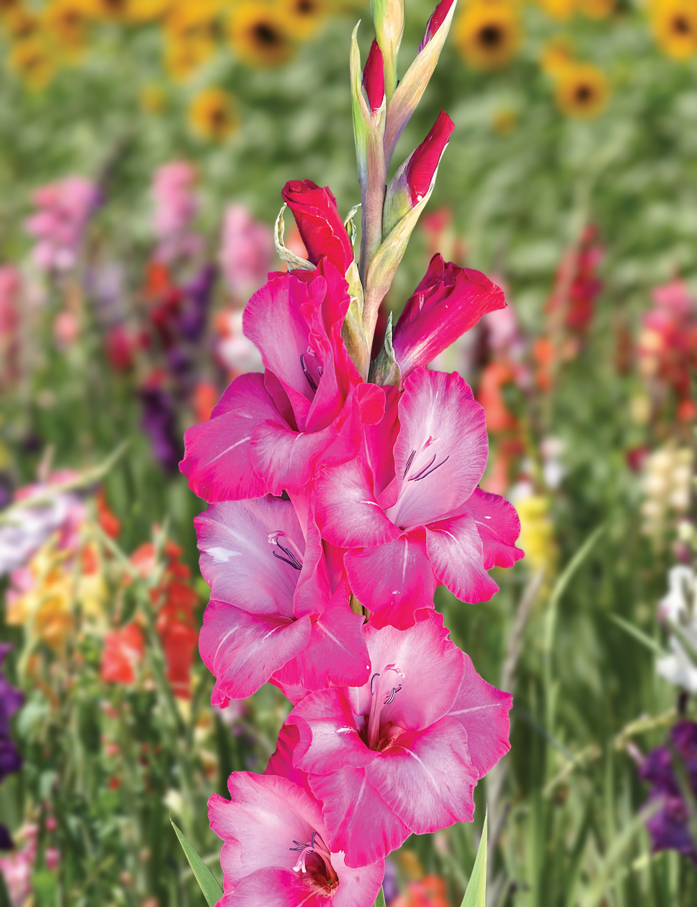 Gladioli 'Fado'