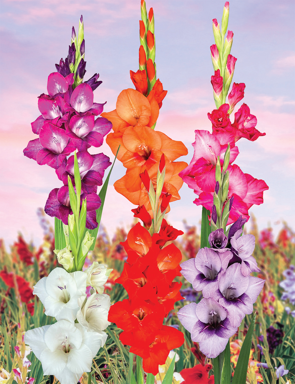 Petite Glamini Gladioli Collection