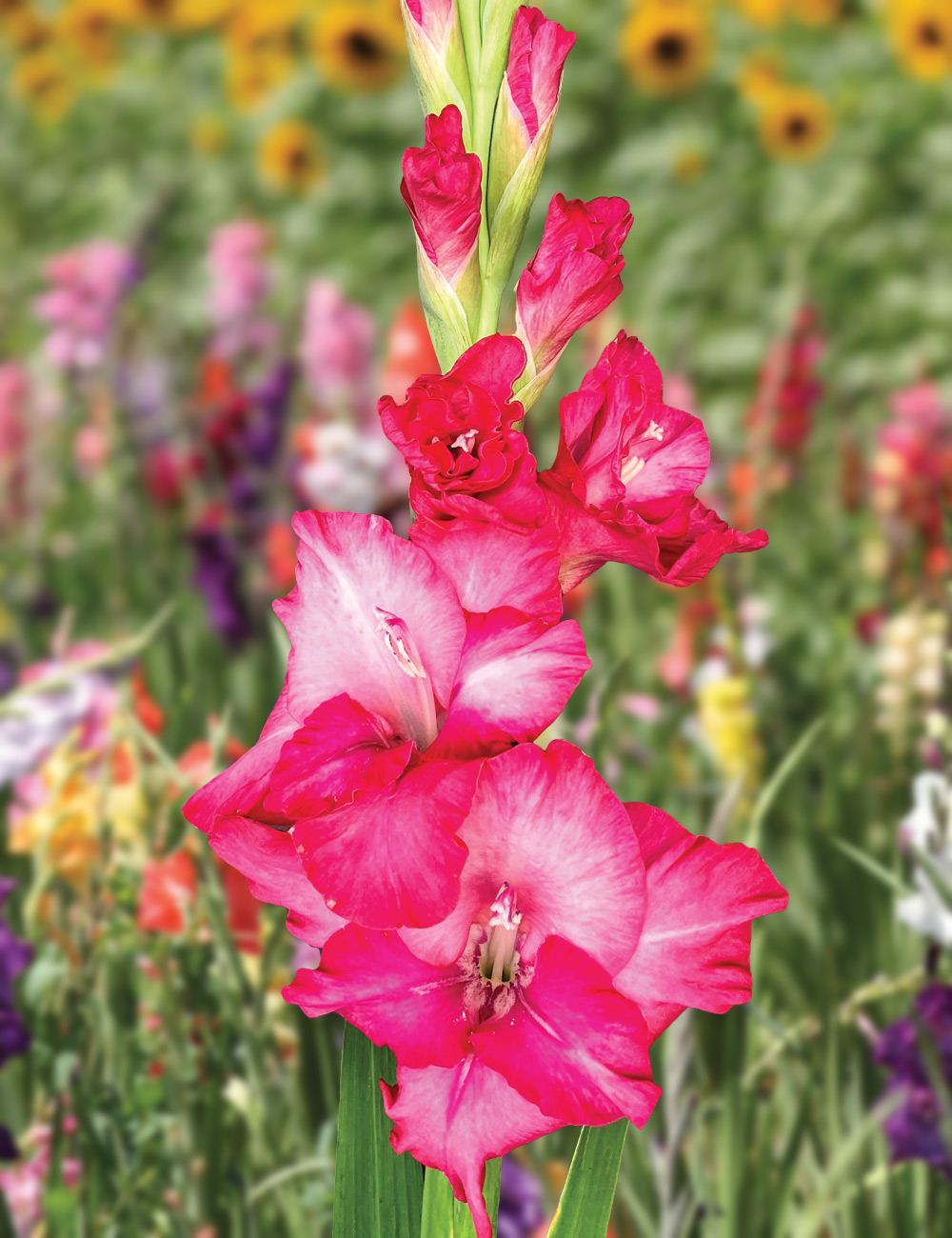 Gladioli 'Glamini Kelly'