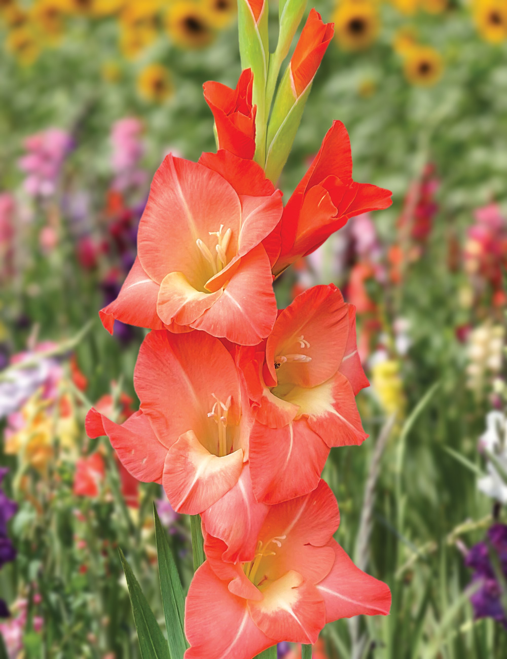 Gladioli 'Glamini Lia'