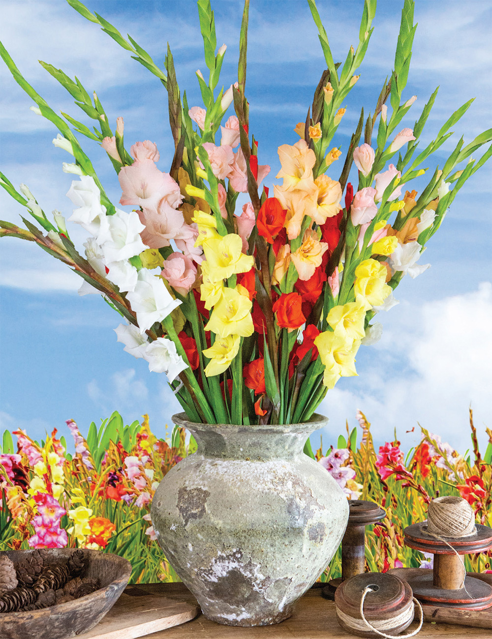 Petite Glamini Gladioli Mixed