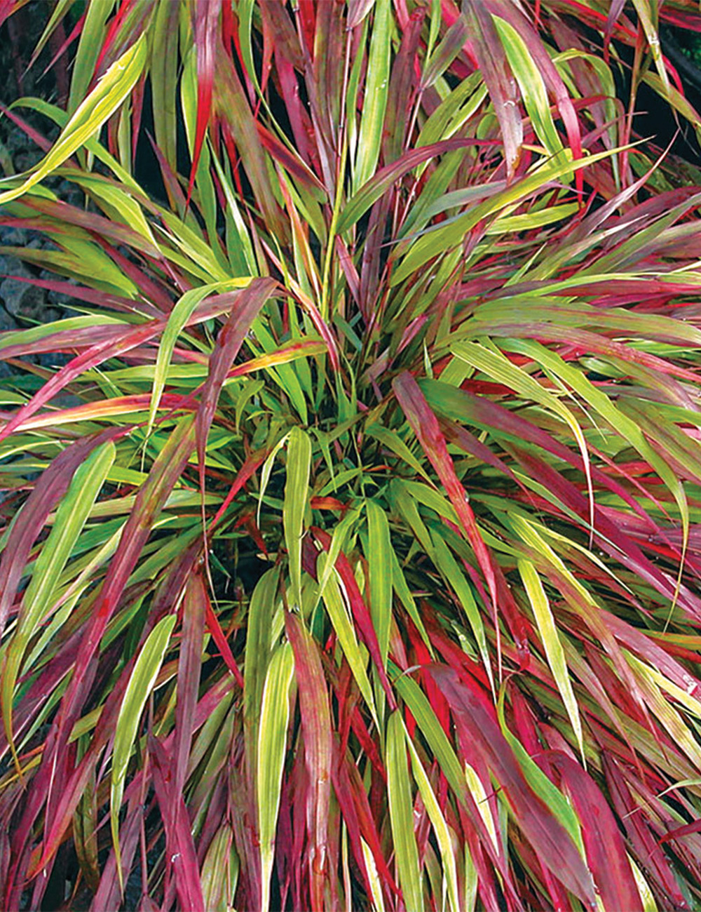Hakone Grass 'Beni-kaze'