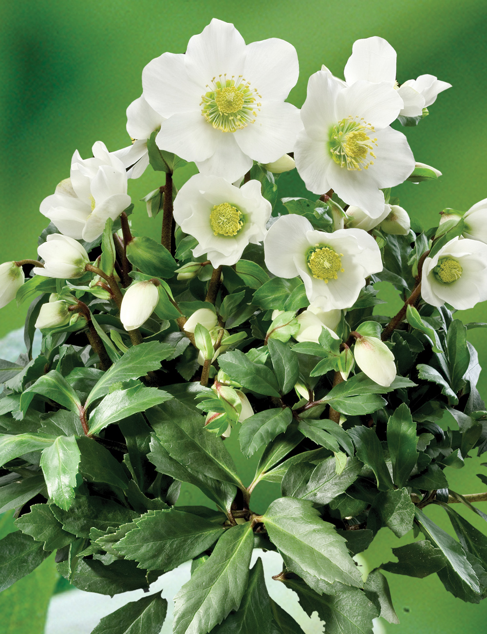 Snow Rose 'Jacob Royal'