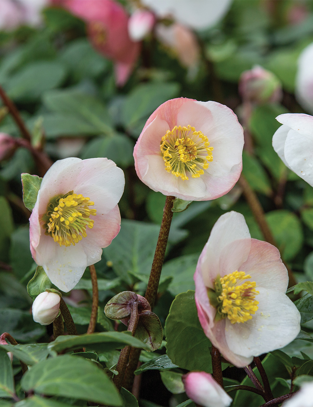 Winter Rose 'Pink Flush' | Tesselaar
