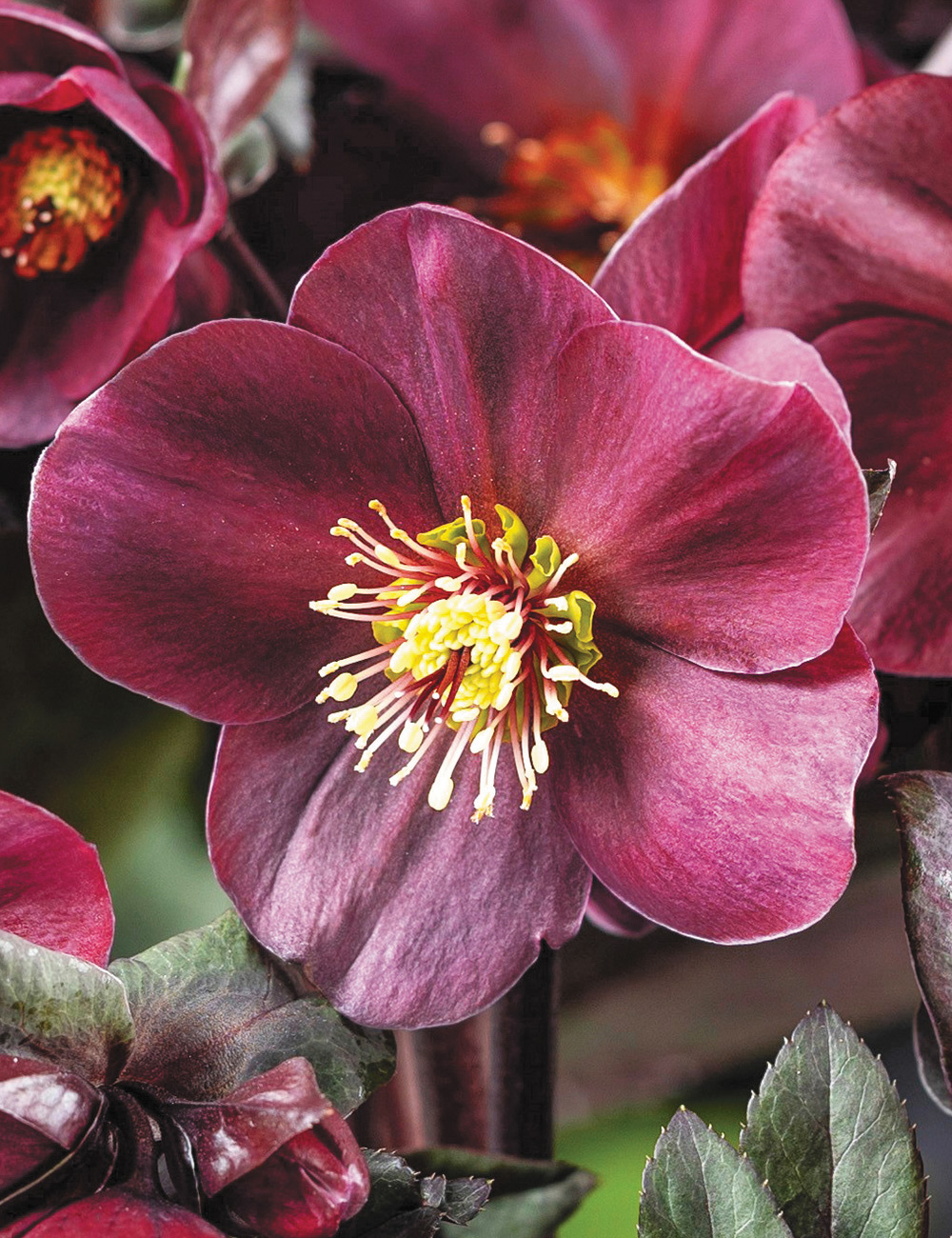 Winter Rose HGC Ice N' Roses 'Amarela'