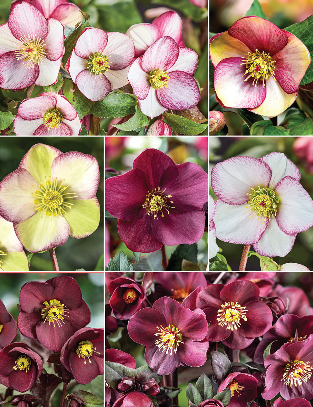 Winter Roses HGC Ice N' Roses Collection