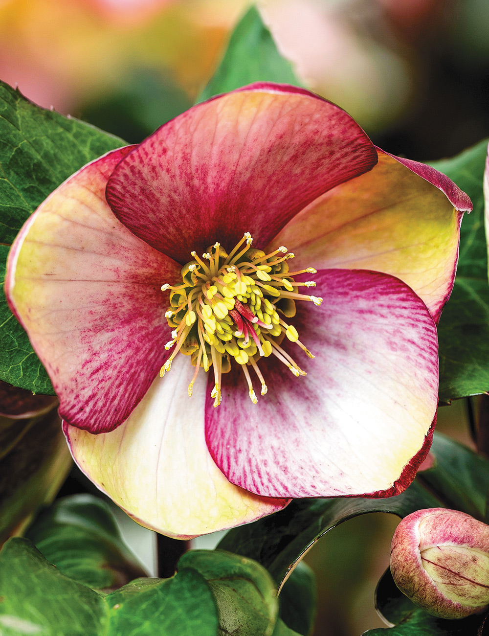 Winter Rose HGC Ice N' Roses 'Dark Picotee'