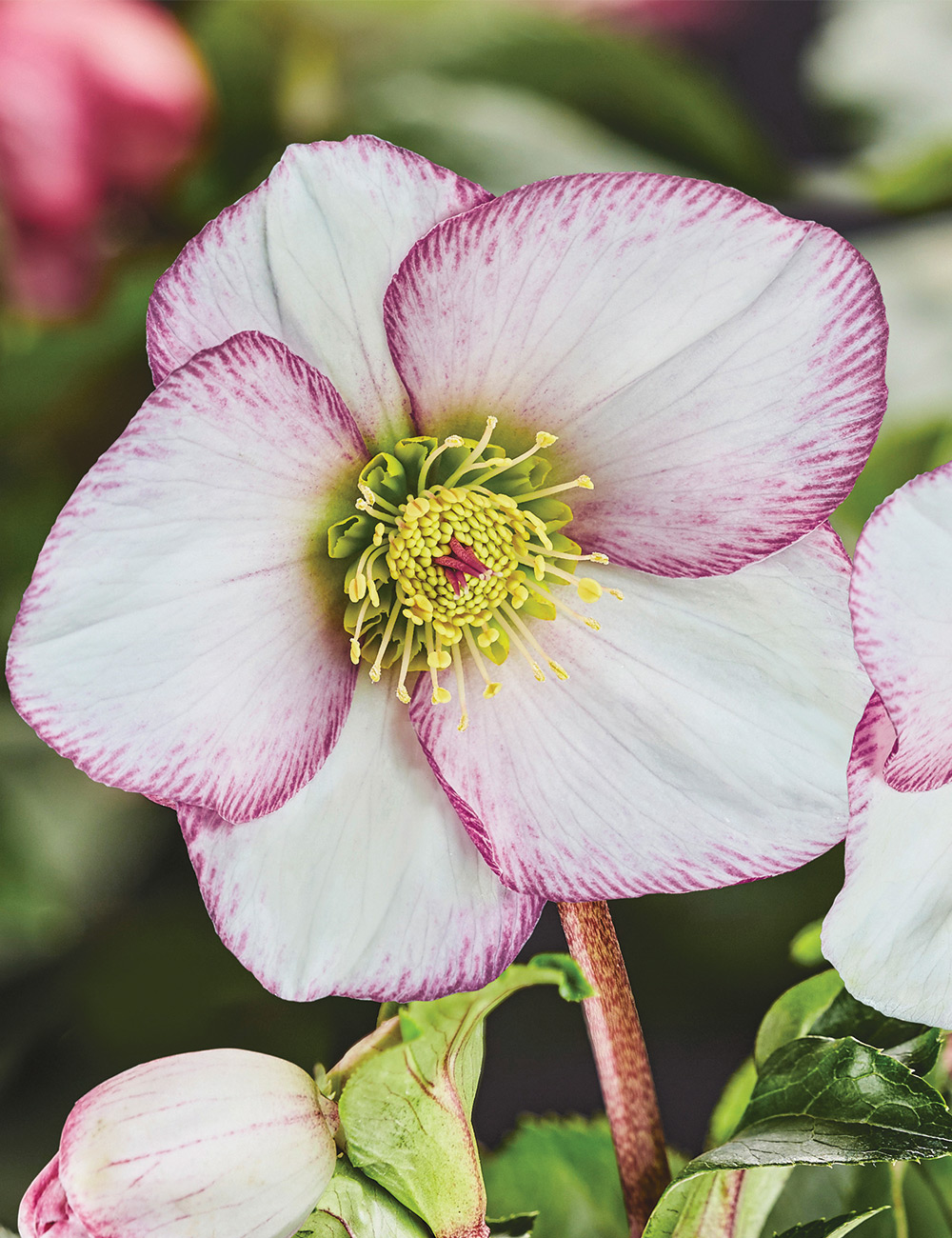 Winter Rose HGC Ice N' Roses 'Picotee'