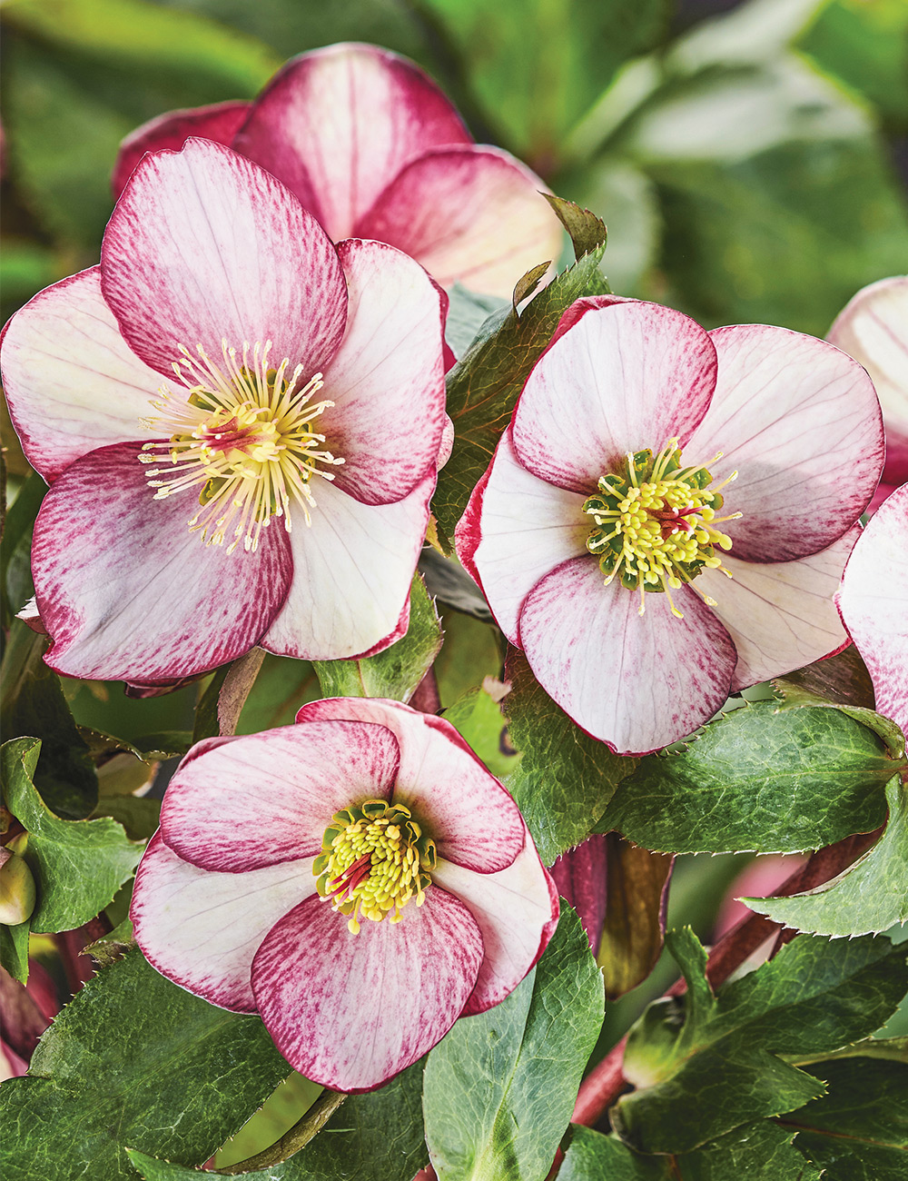 Winter Rose HGC Ice N' Roses 'Rosado'