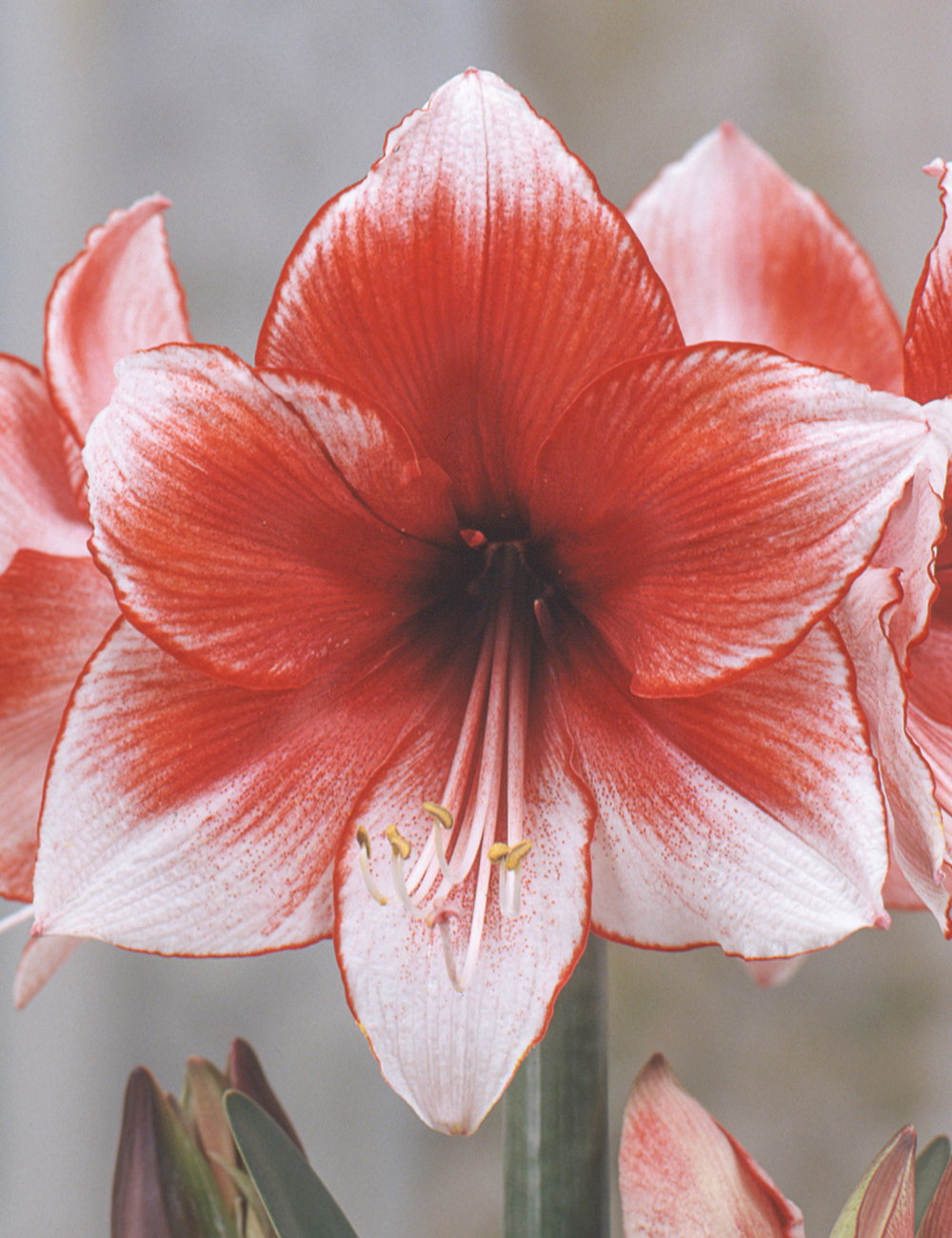 Hippeastrum 'Charisma'