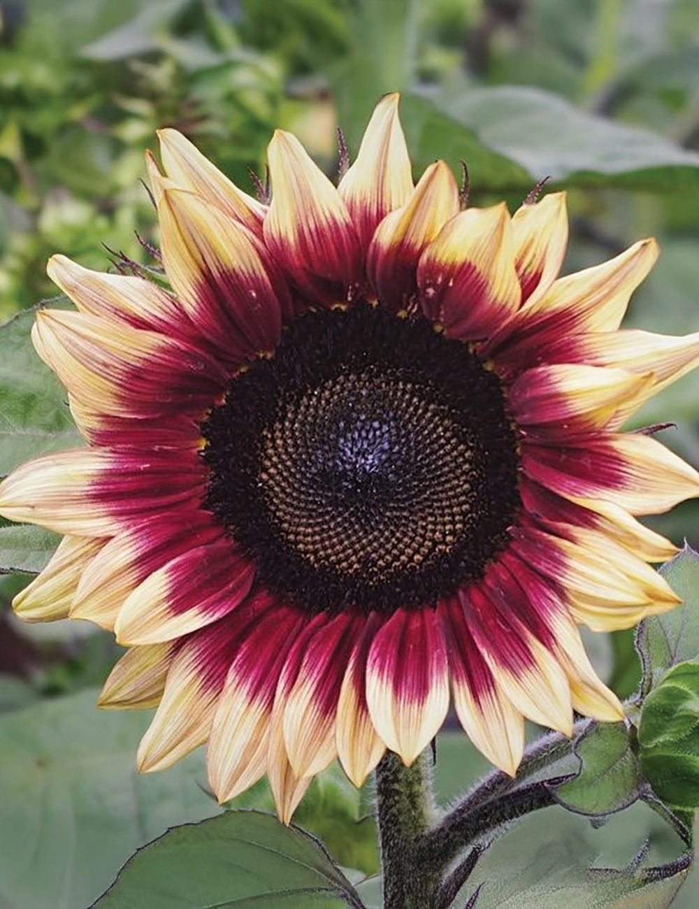 Sunflower Compact Lilac Spray