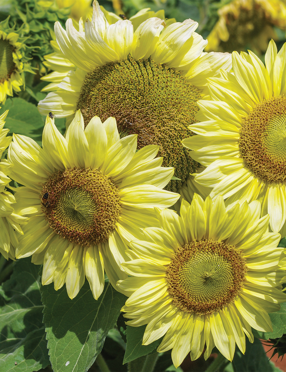 Sunflower Compact Ice Spray