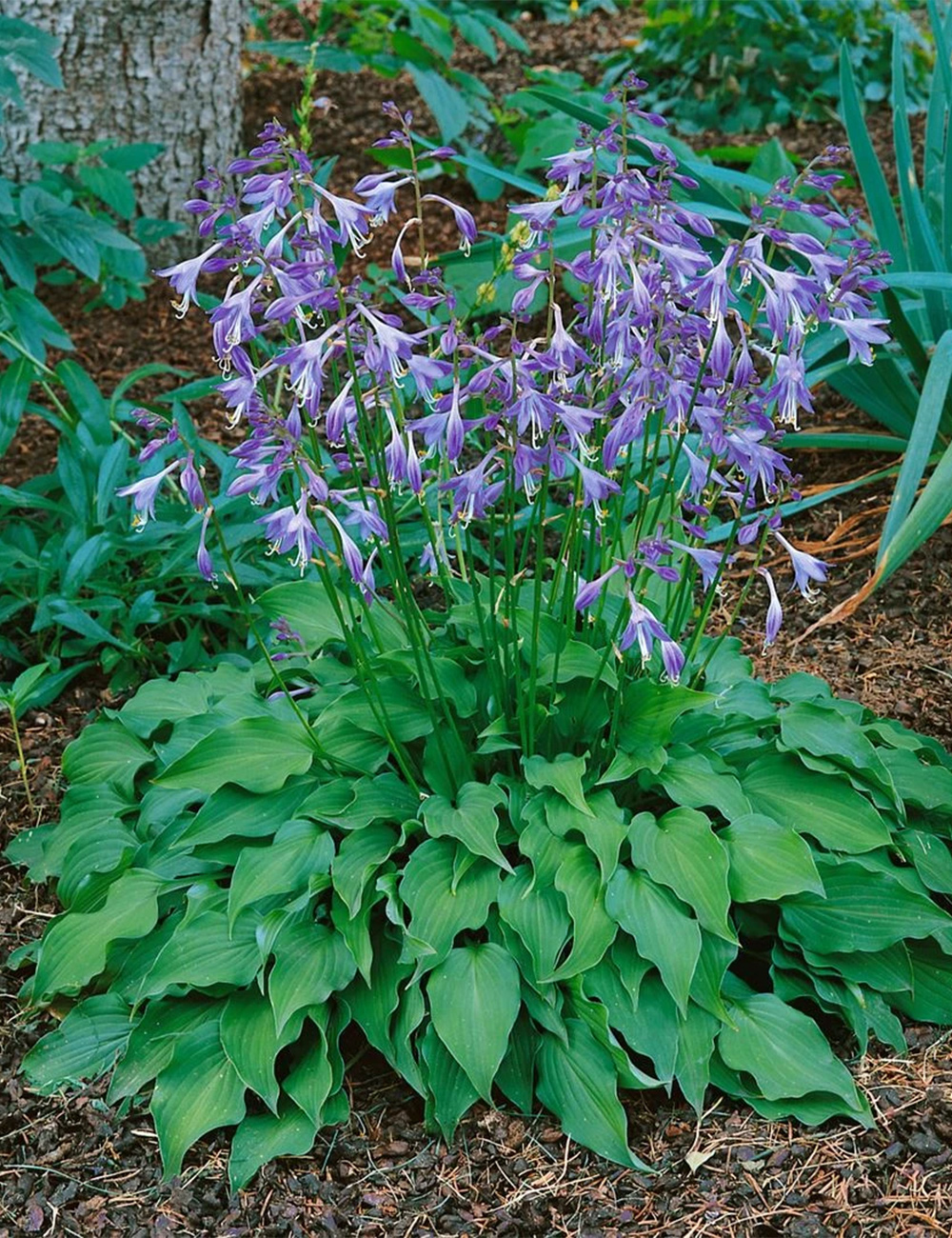Handsome Hosta