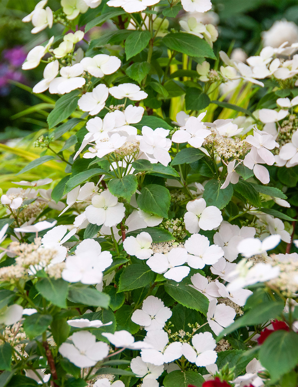 Hydrangea Runaway Bride