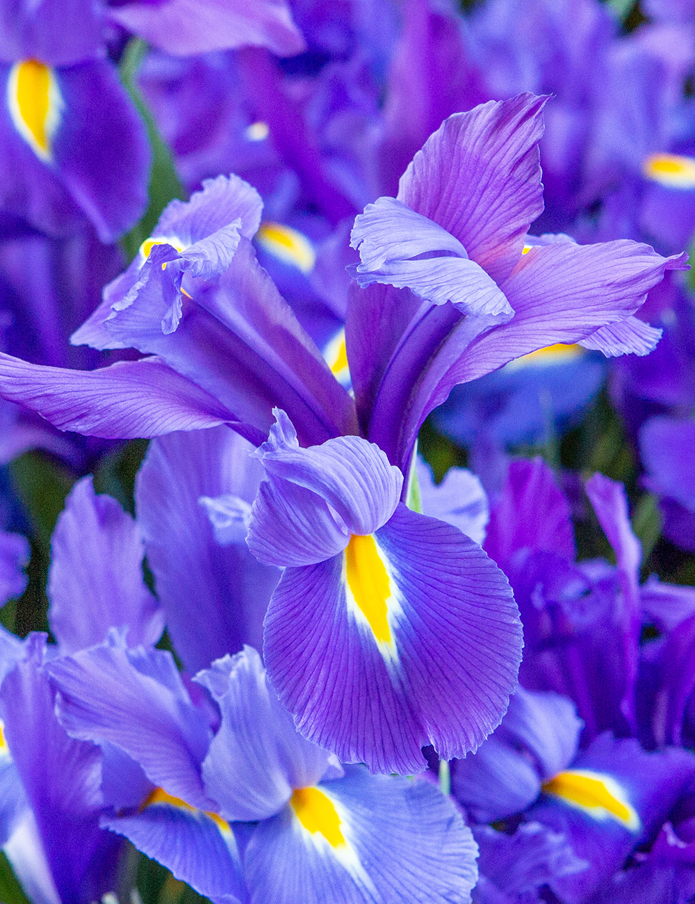 Best Buy - Dutch Iris 'Blue'