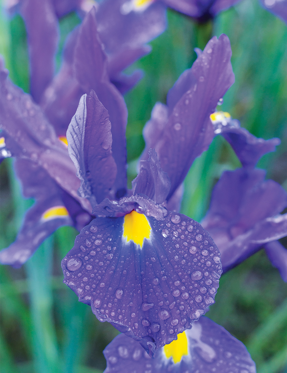 Dutch Iris 'Discovery'
