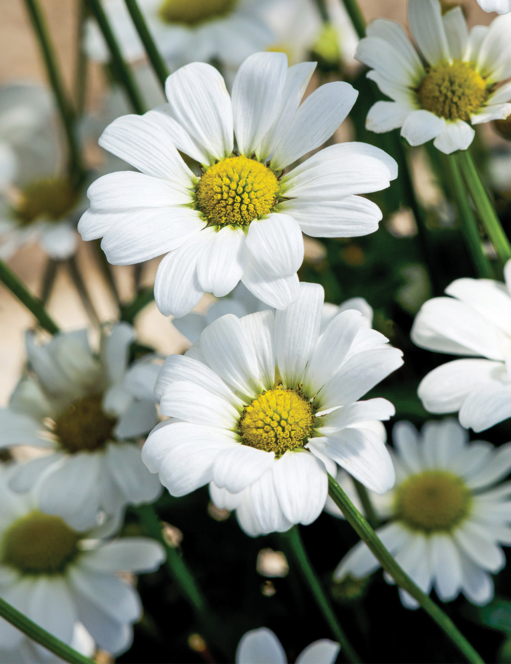 Leucanthemum 'Darling Daisy'