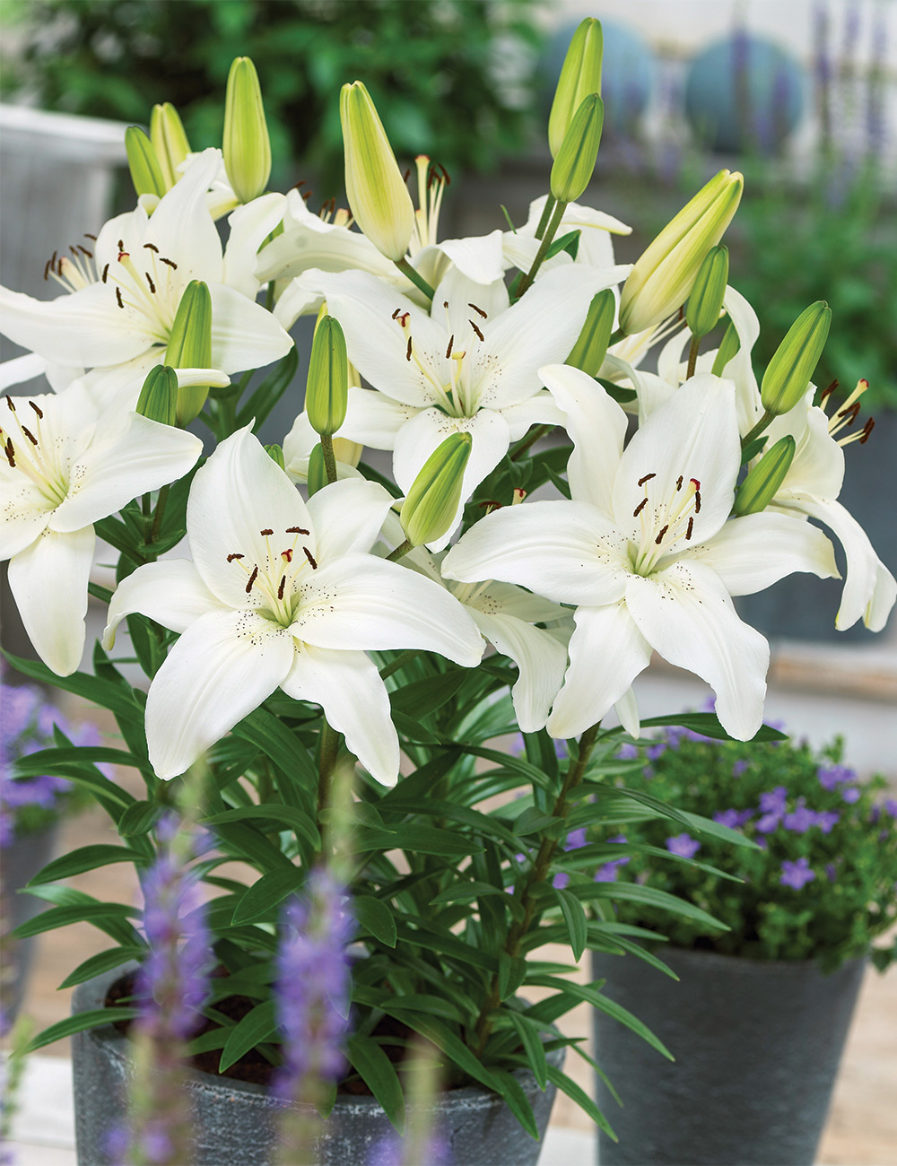 Pixie Asiatic Lilium 'Happy Ice'
