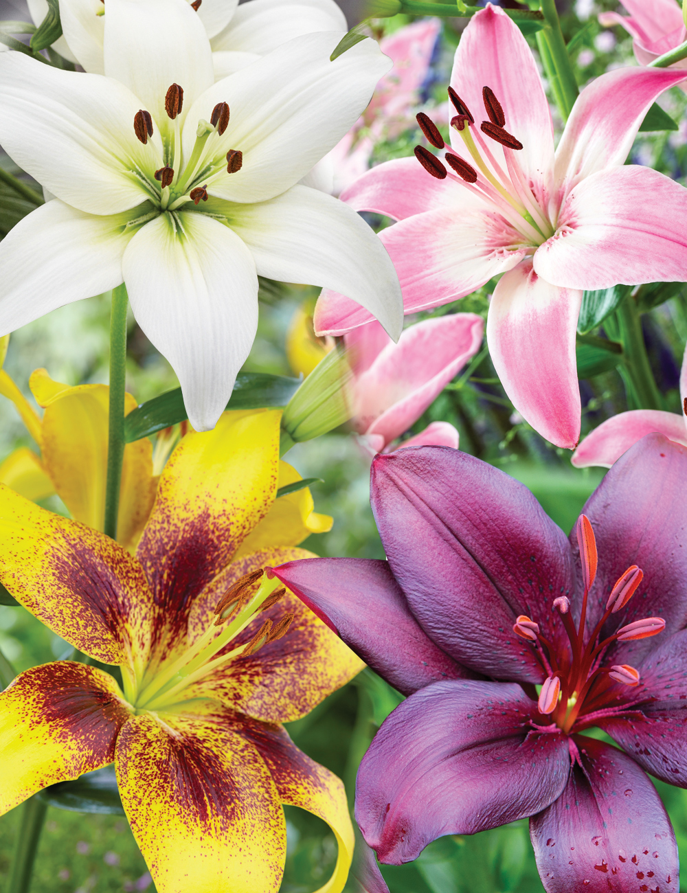 Pixie Asiatic Lilies Mixed