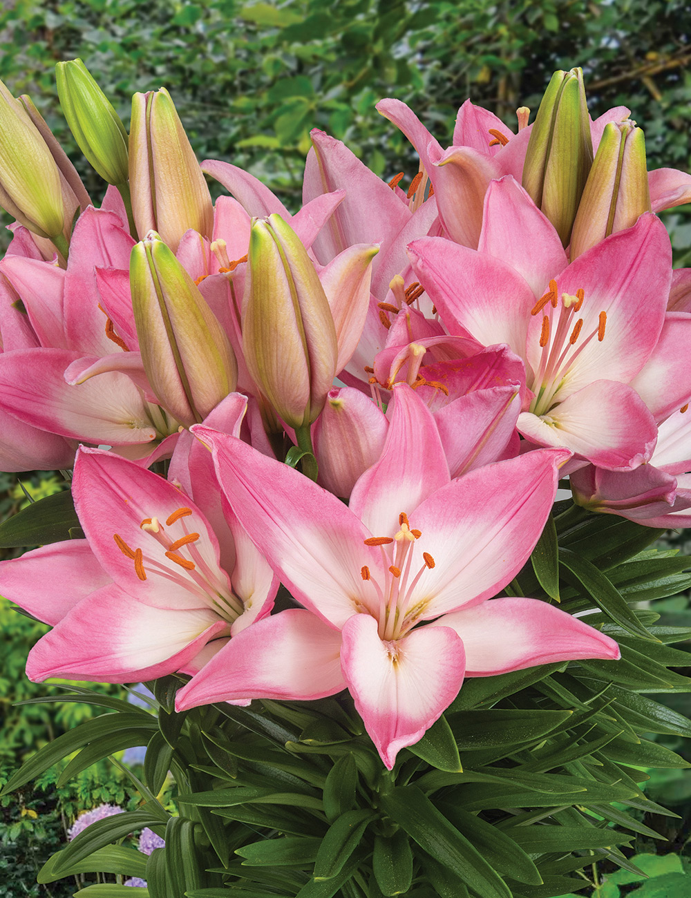 Pixie Asiatic Lilium 'Trendy Barcelona'