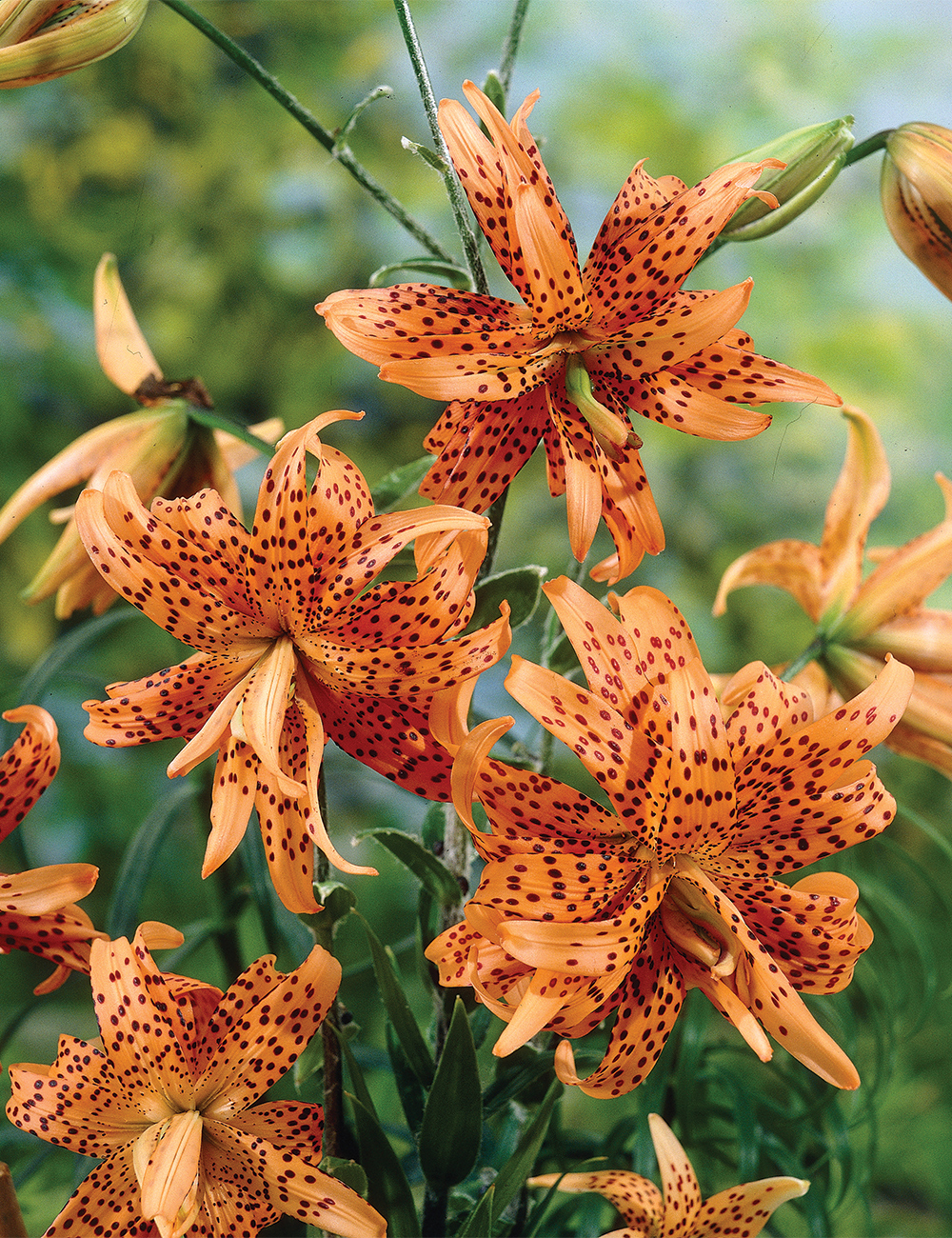 Tiger Lily 'Flore Pleno'