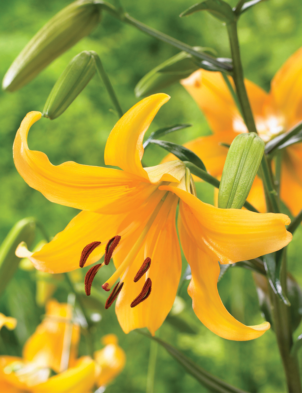 Lilium 'Pearl Justine'