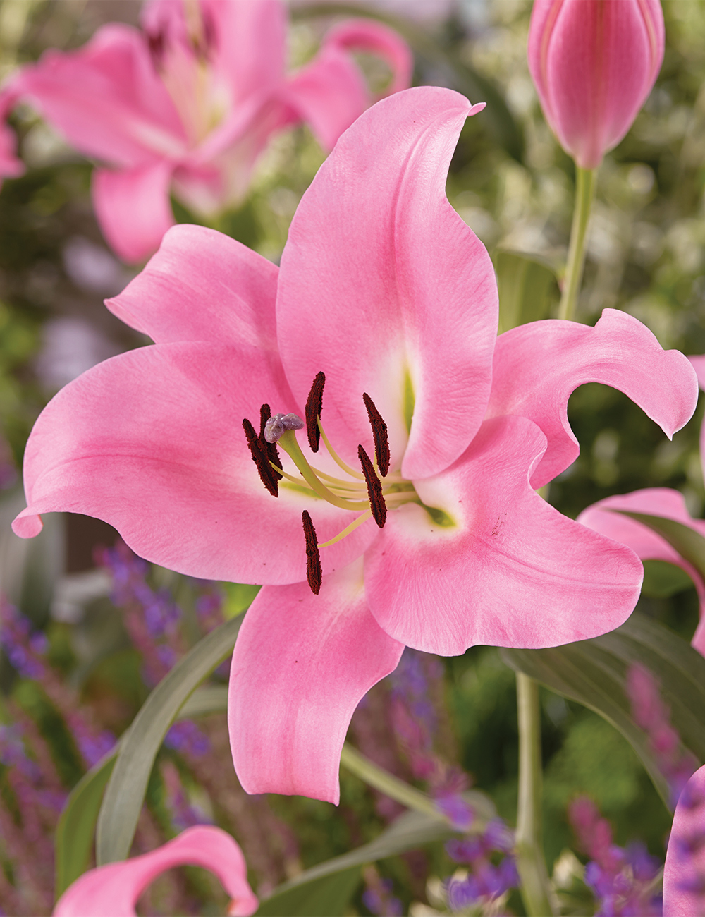 Sumo LA Lily 'Dam Square'