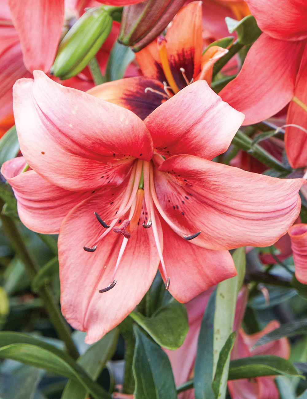Sumo Special Lilium 'Pearl Lorraine'