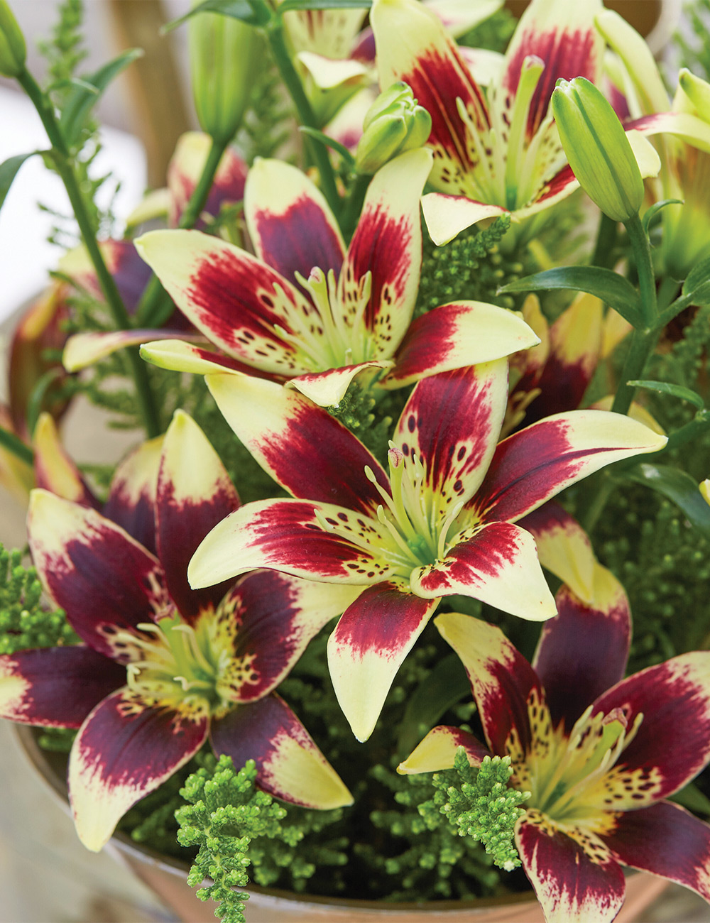 Matisse Asiatic Lilium 'Easy Dance'