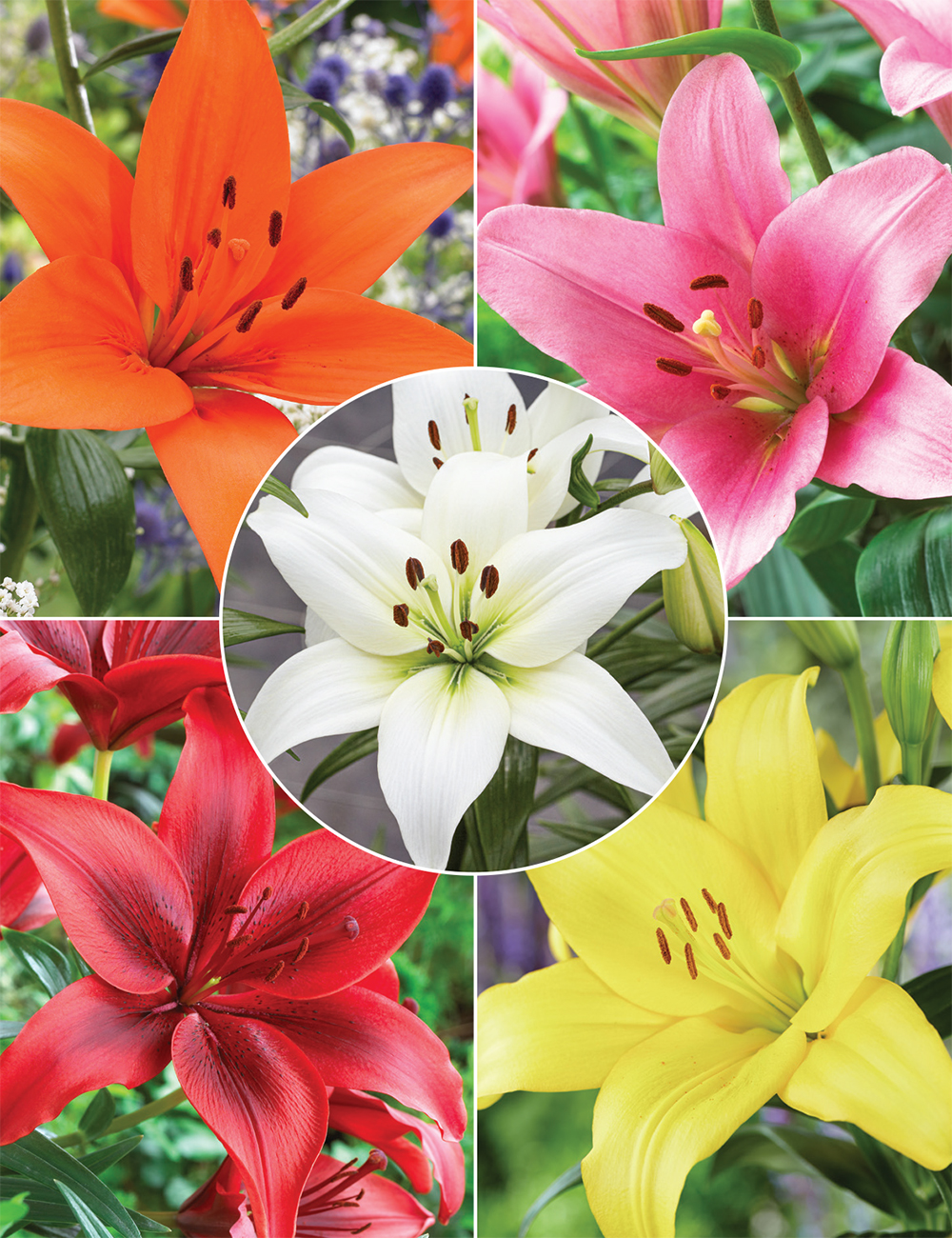 LA Lilium 'Special Offer'