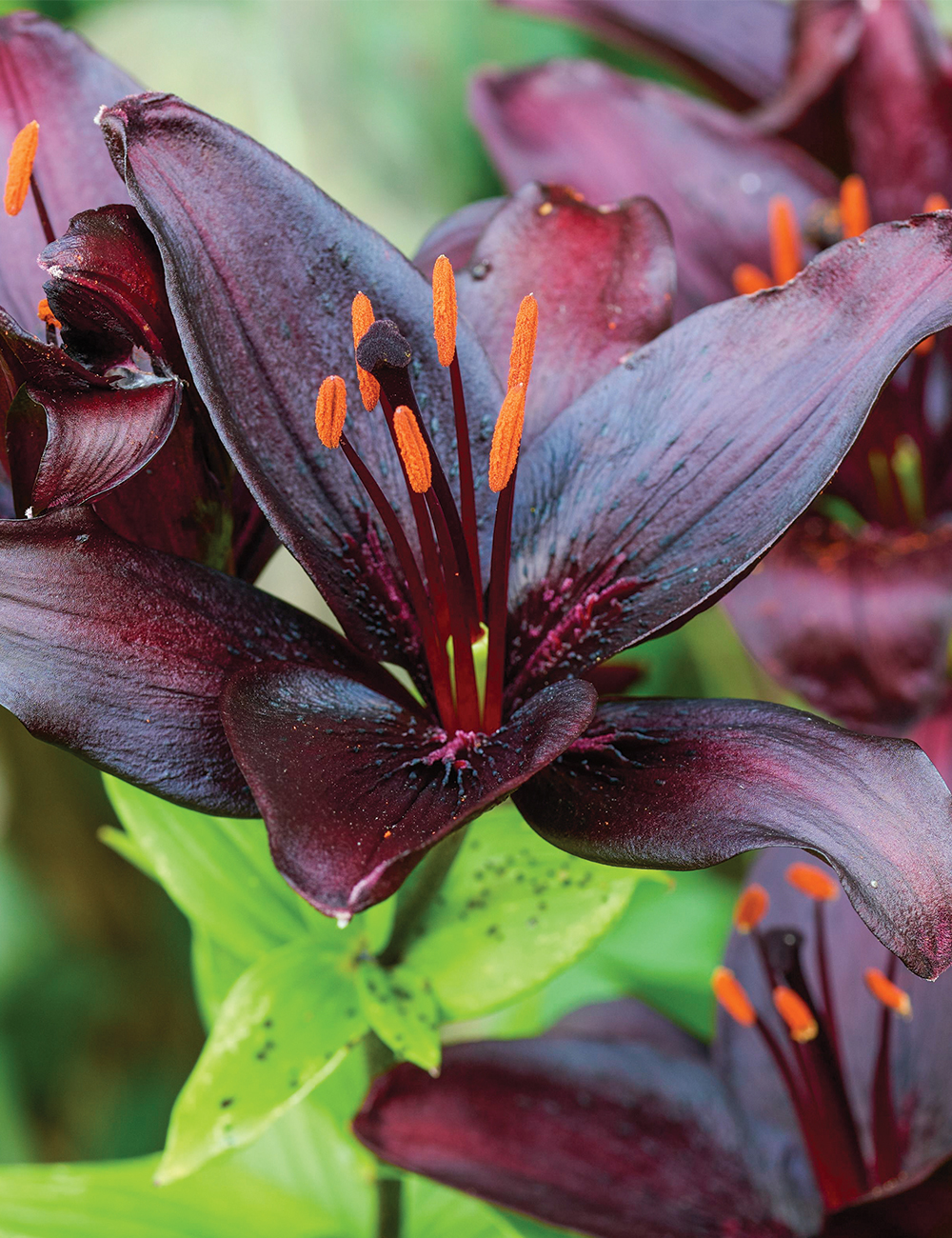 Matisse Asiatic Lilium 'Blacklist'