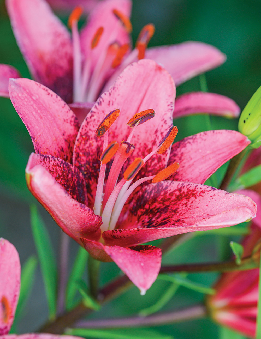 Matisse Asiatic Lily 'Purple Dream'