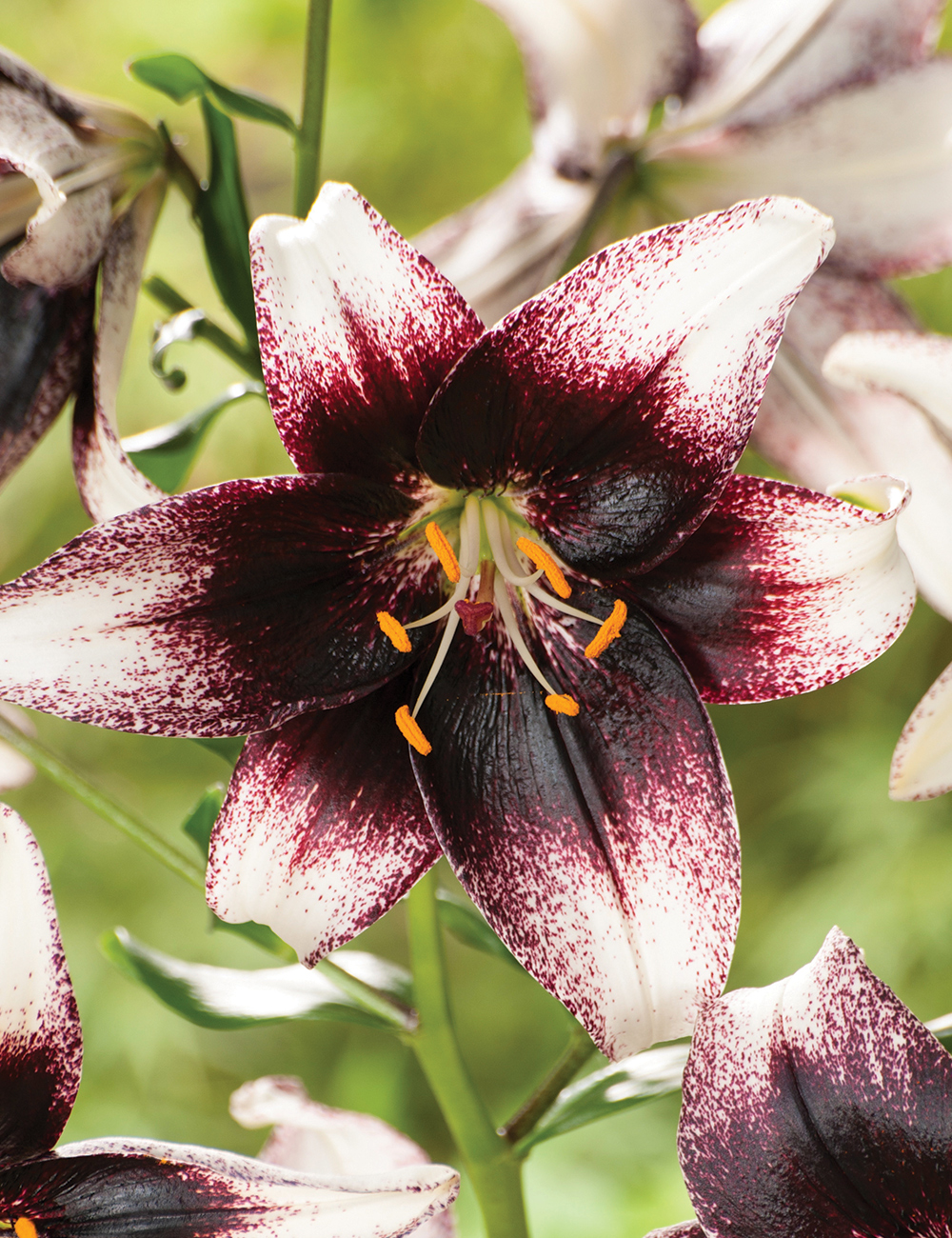 Matisse Asiatic Lilium 'Stracciatella Event'