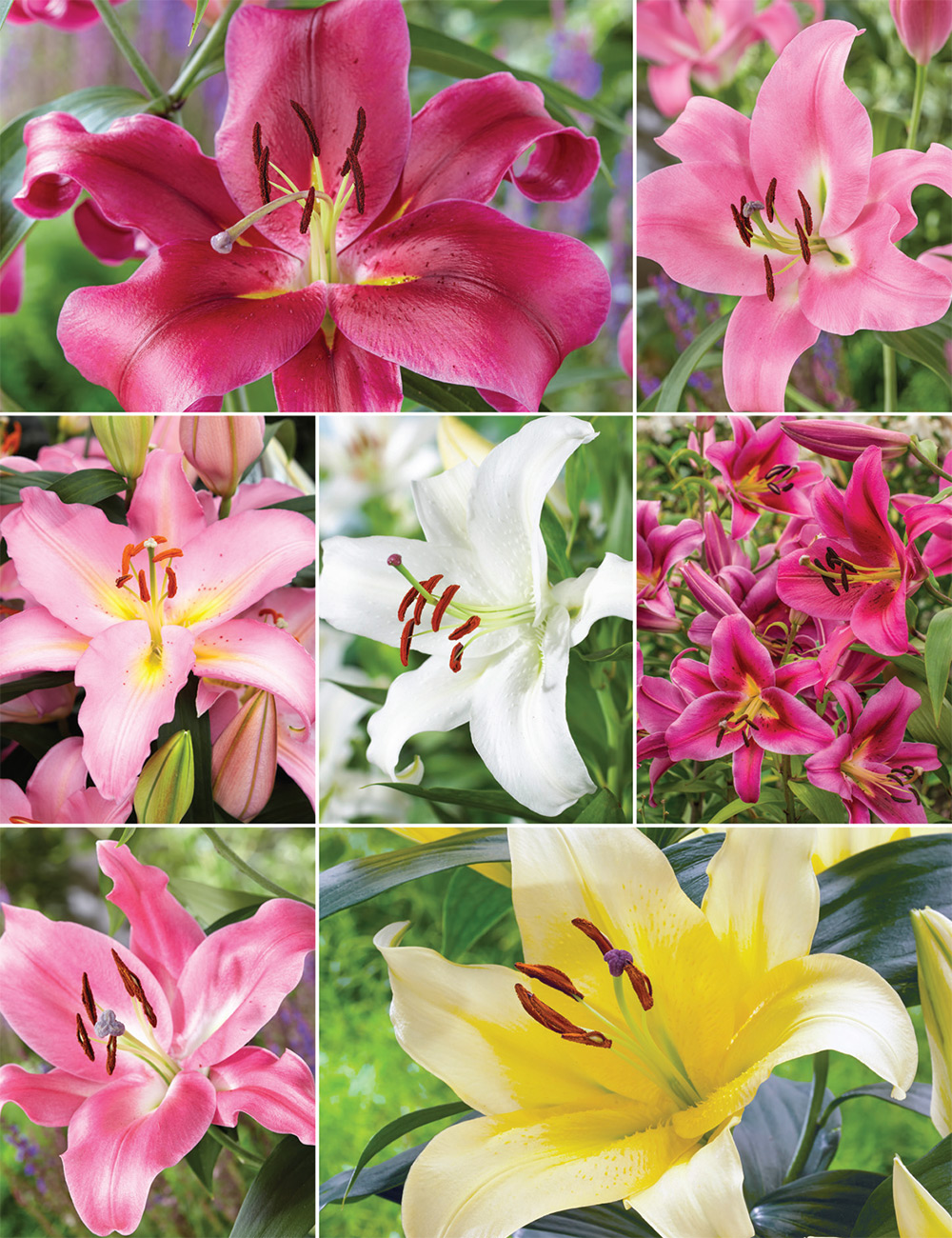 Oriental Lilies Collection