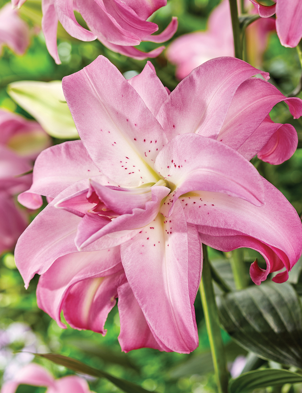 Double Oriental Lily 'Lotus Dream'