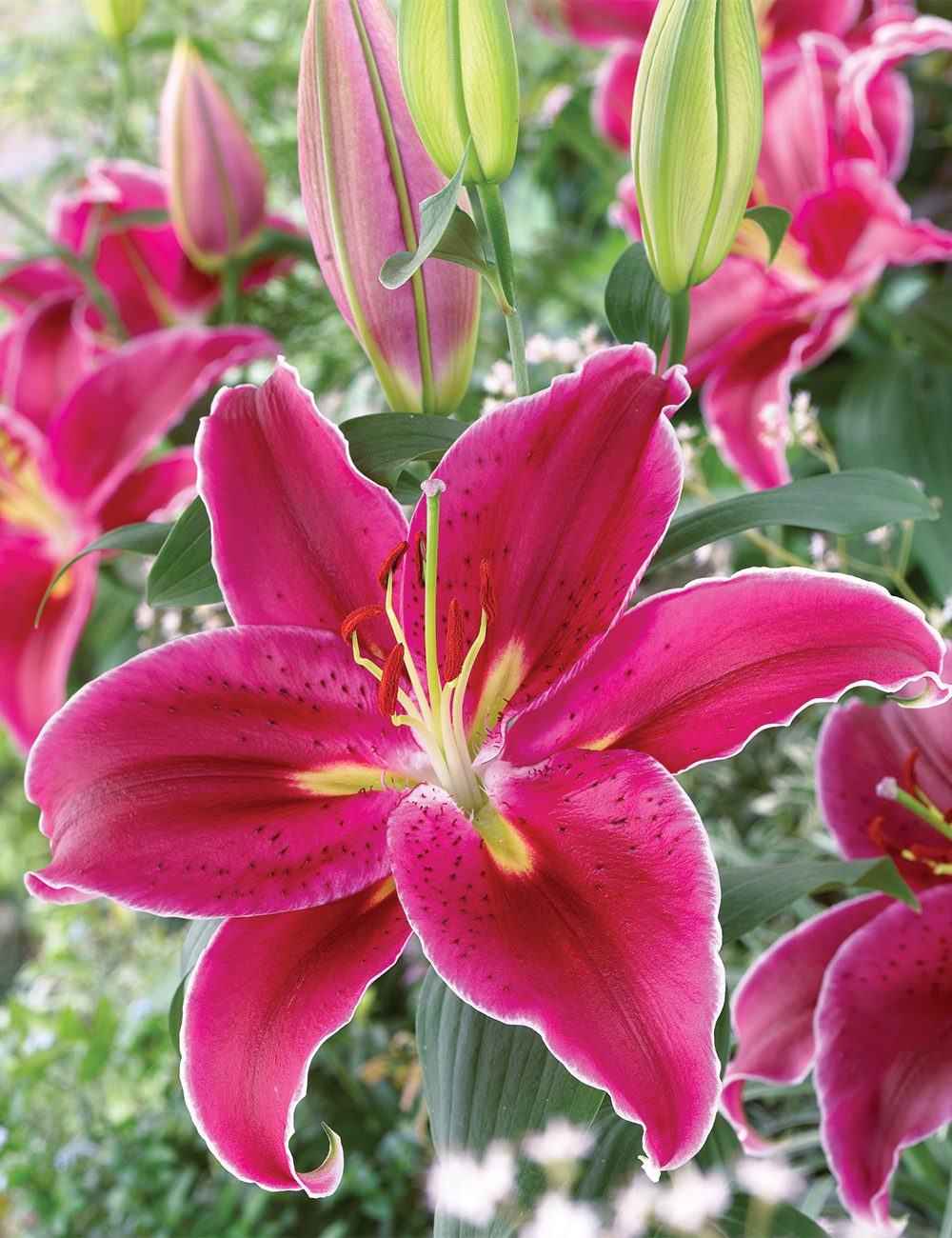 Oriental Lilium 'Kampong'