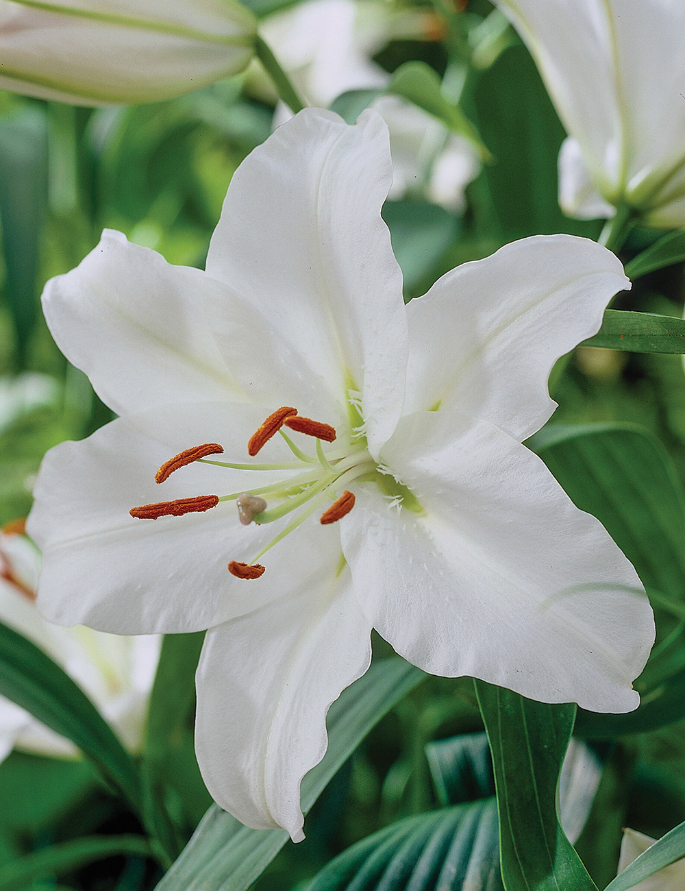 Oriental Lilium 'Pacific Ocean'