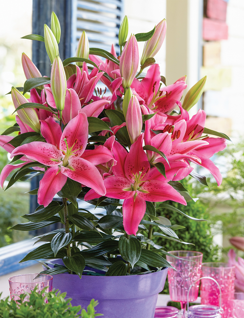 Pixie Oriental Lily 'Rich Romance'