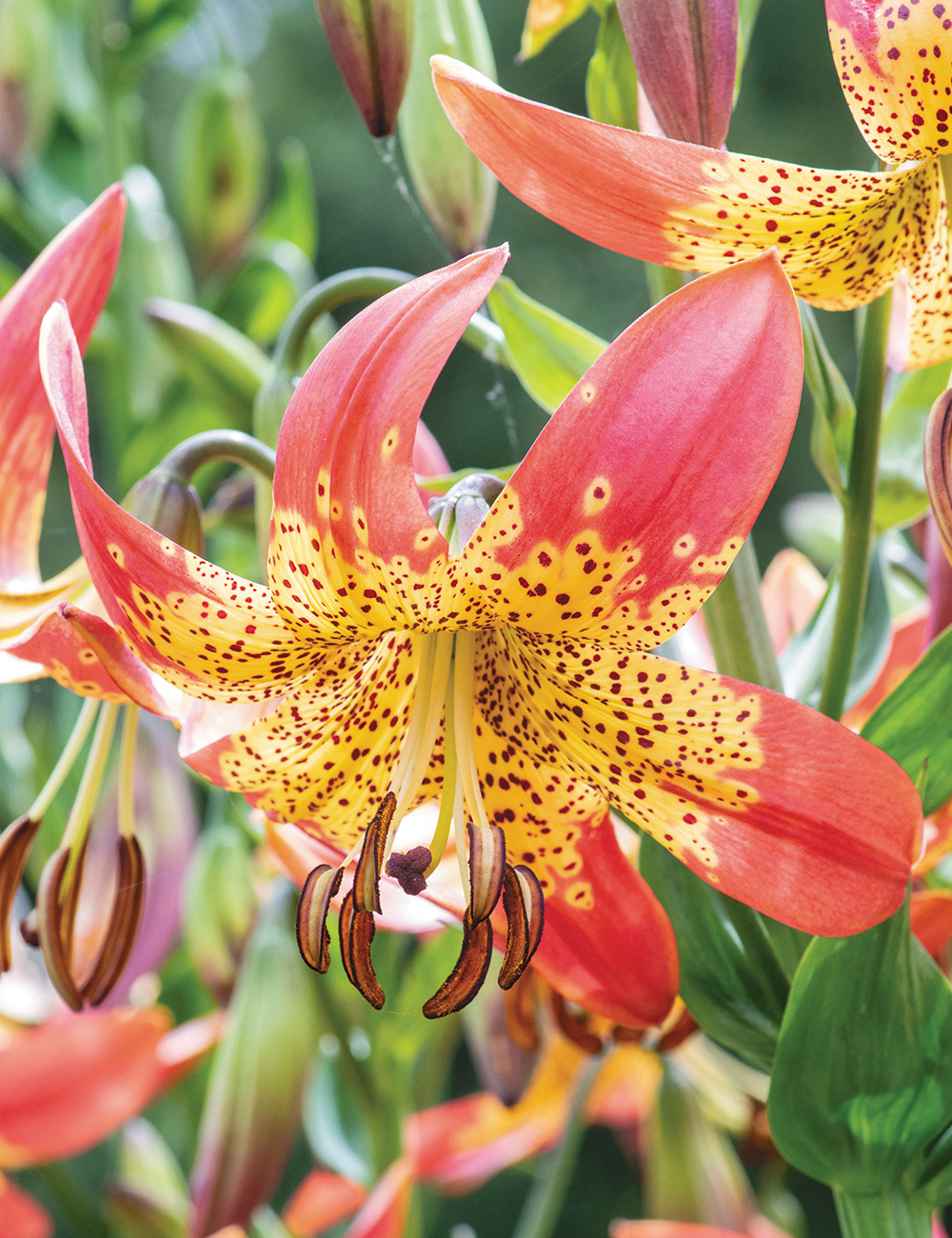 Lilium 'Fusion'