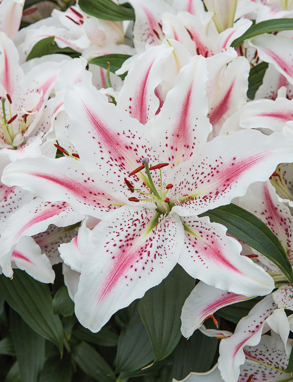 Matisse Oriental Lilium 'Lovely Day'