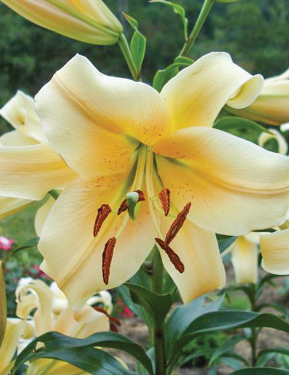 Matisse Oriental Lilium 'Mister Cas'