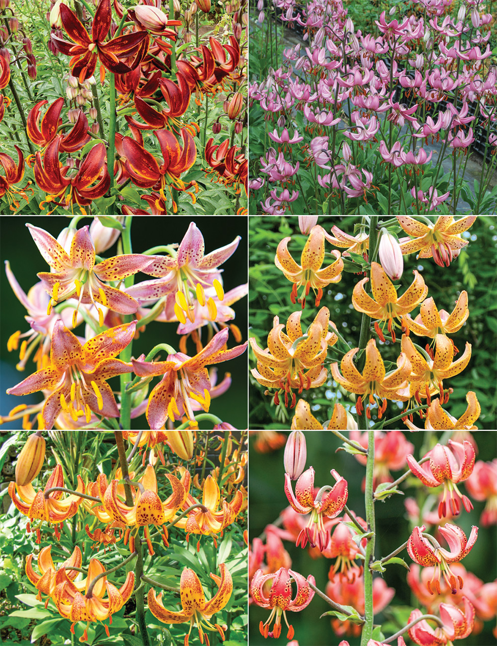 Martagon Lilies Collection No1 (reduced)