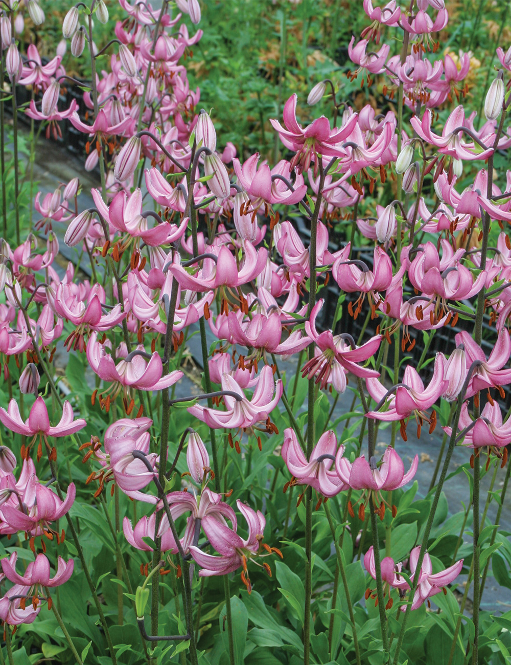 Martagon Lilium 'Candy Morning'