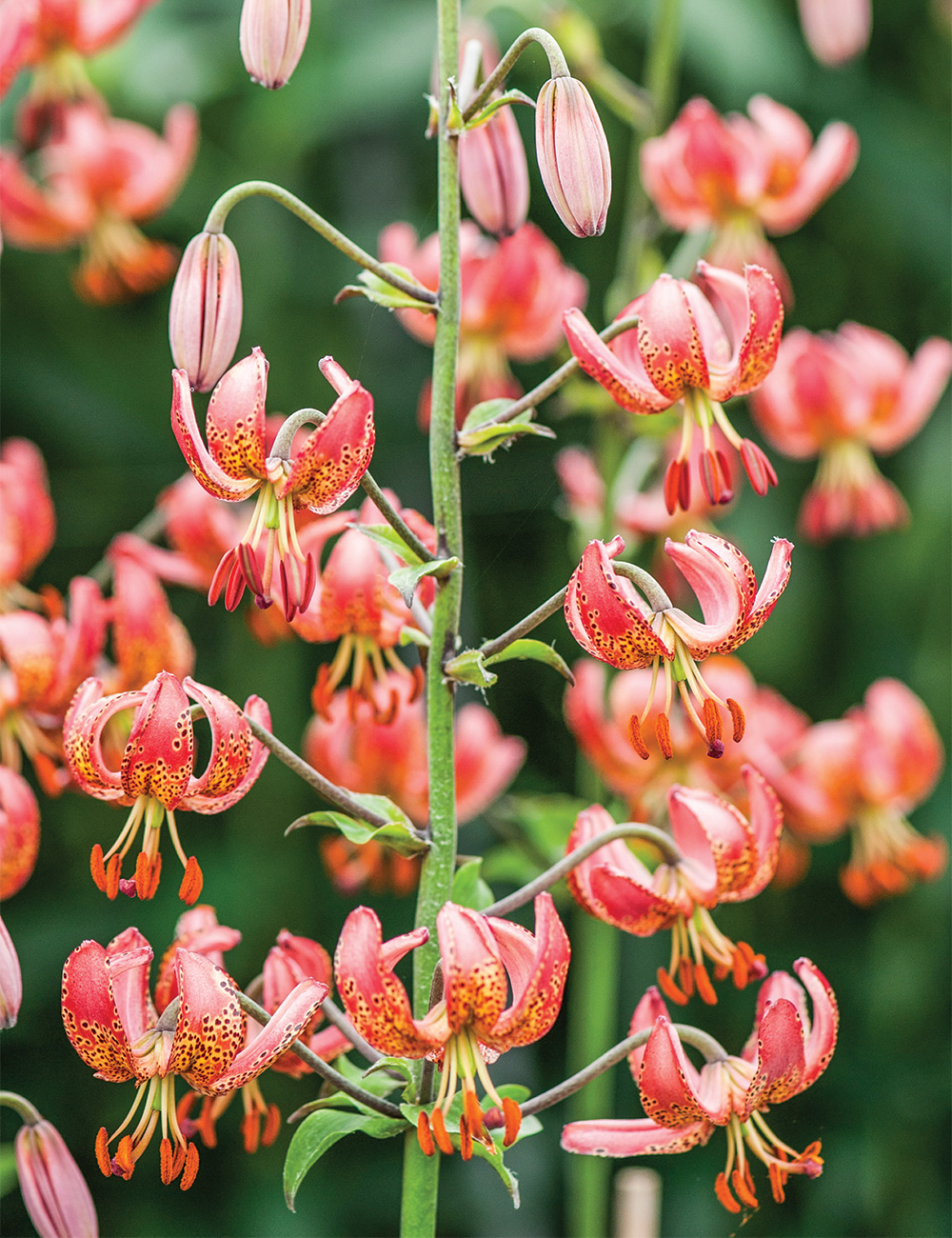 Martagon Lilium 'Manitoba Morming'