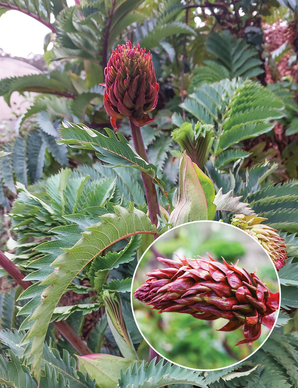 Melianthus Giant Honey Flower