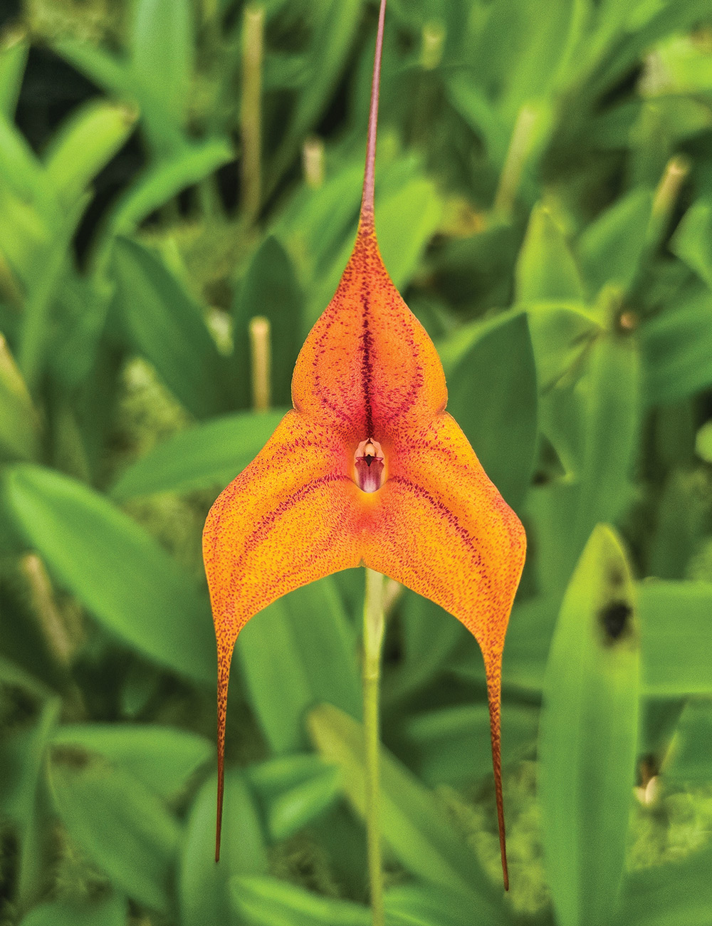 Kite Orchids Cusco Gold