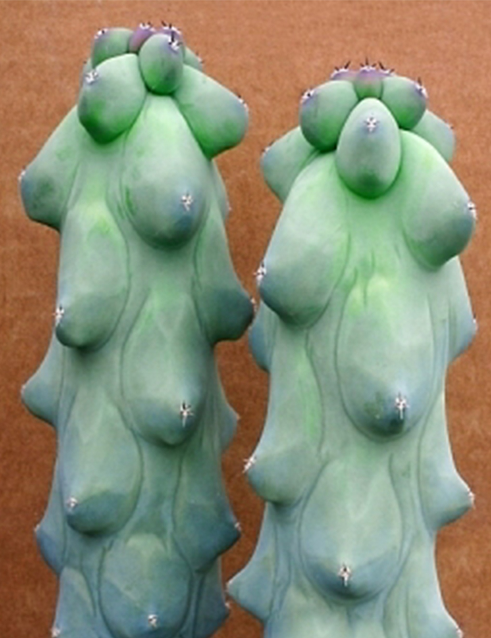 Divine Dragon Tree Cactus 'Fukurokuryuzinboku'