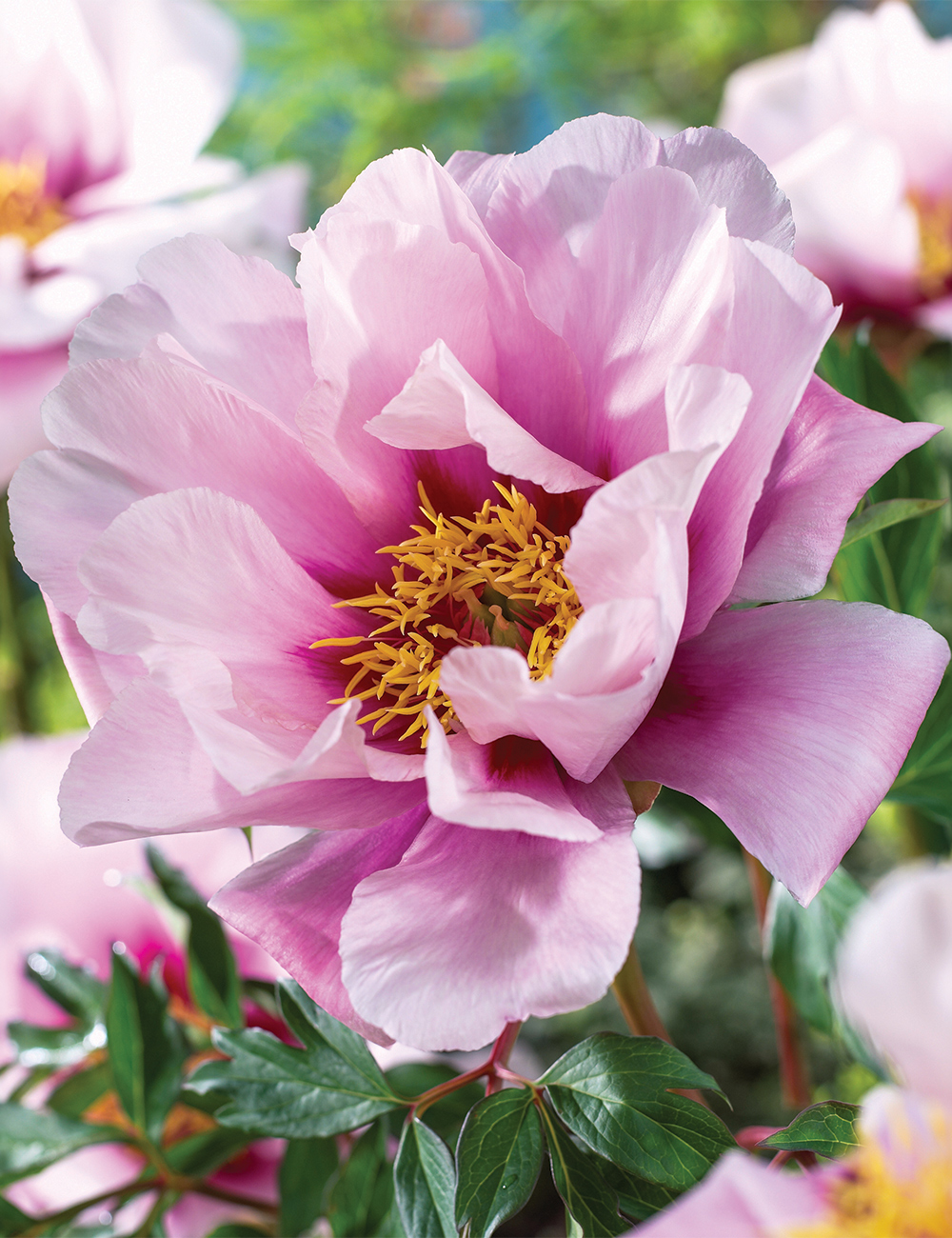 Itoh Peony 'First Arrival'